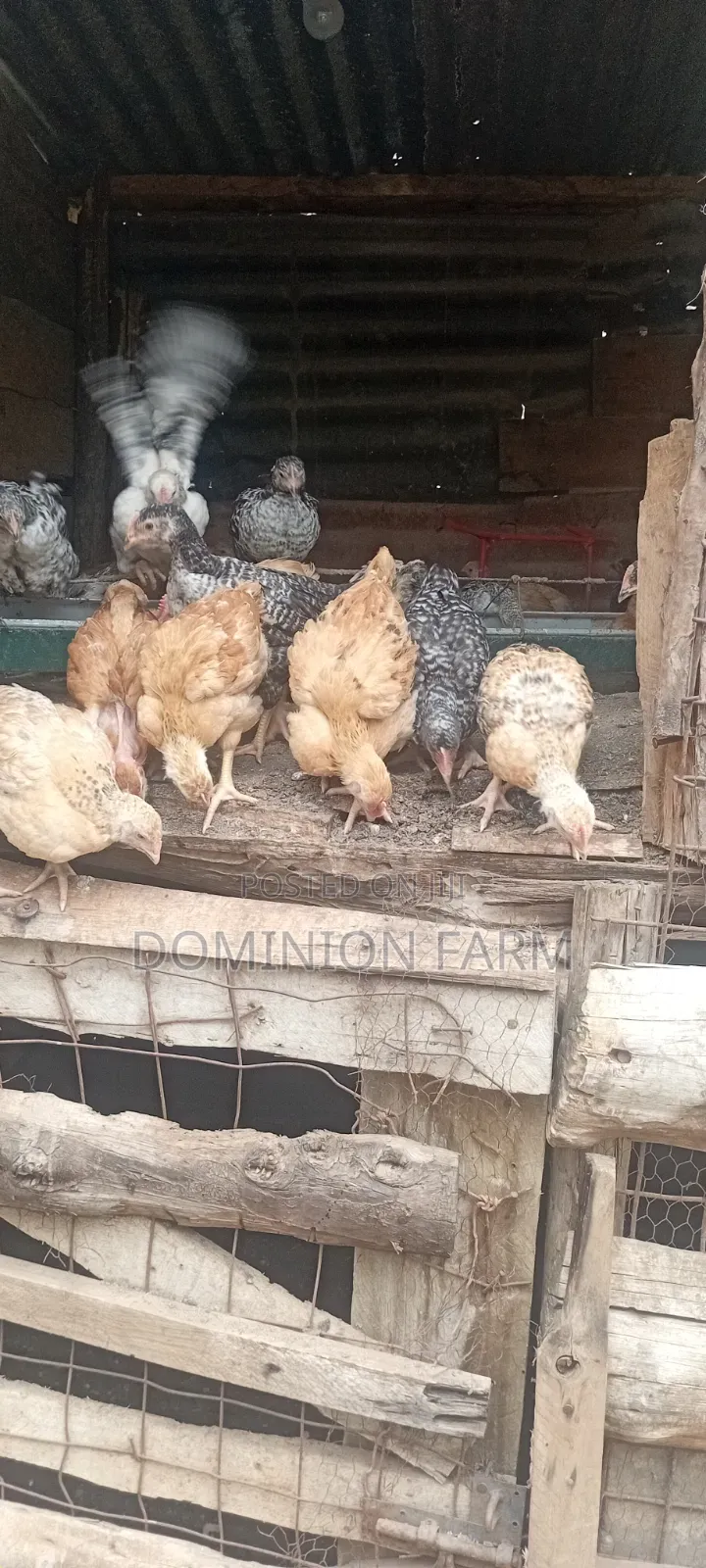 Sasso Chicken