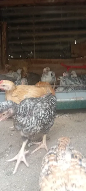 Sasso Chicken