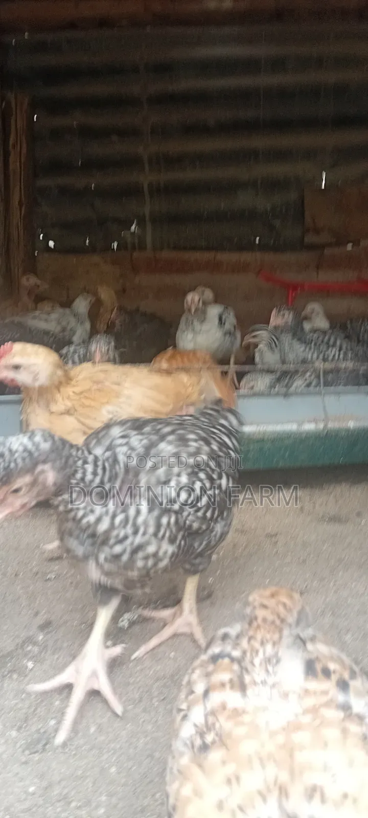 Sasso Chicken