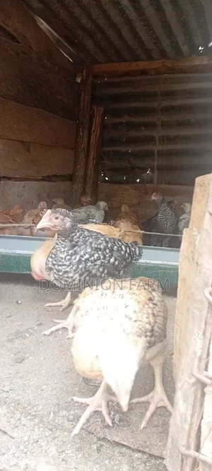 Sasso Chicken
