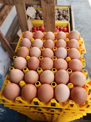 Layers Eggs