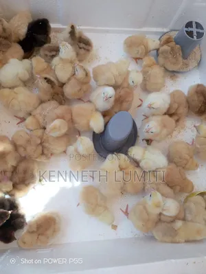 4 Weeks Old Chicks