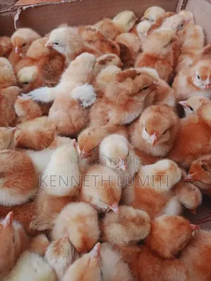 4 Weeks Old Chicks