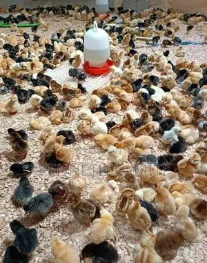 4 Weeks Old Chicks