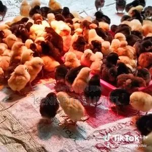 4 Weeks Old Chicks