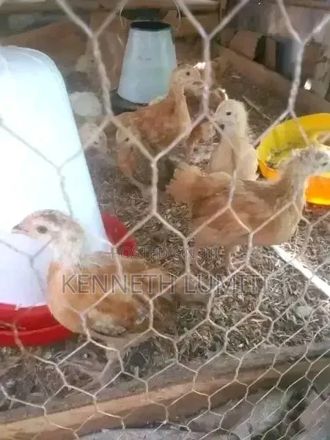 4 Weeks Old Chicks