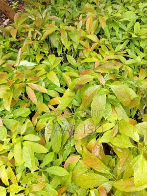 Seedlings , Coffee, Apple, Oranges ,Hass Ovacado and Other Fruits