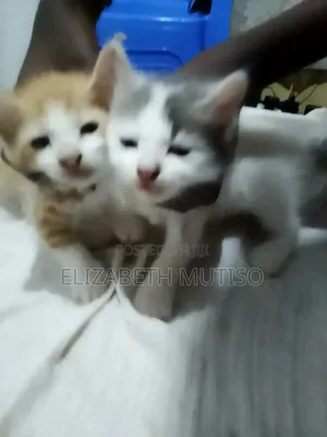 1-3 months Male Mixed Breed Persian