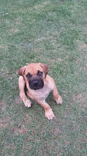1-3 months Male Purebred Boerboel