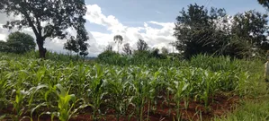 Prime 1-Acre Riverfront Land for Sale in Kirinyaga Riagicheru Kimbimbi