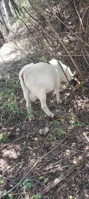 Goat Breed 7 Months