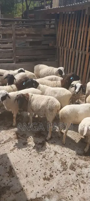 Sheep for Sale