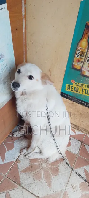 3-6 months Male Mixed Breed Finnish Spitz