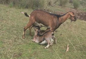 German Alpine Goats
