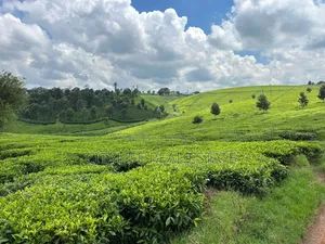 Kiambu, Cianda , 50 Acres of Tea and Animal Farm