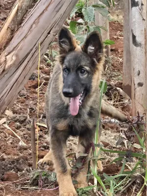 3-6 months Female Purebred German Shepherd