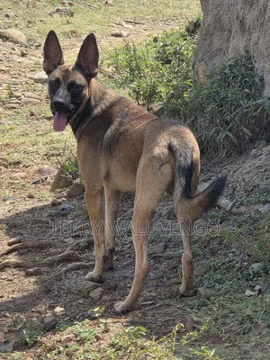 1+ year Male Purebred Belgian Malinois