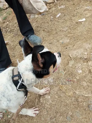 6-12 months Female Purebred American Bully