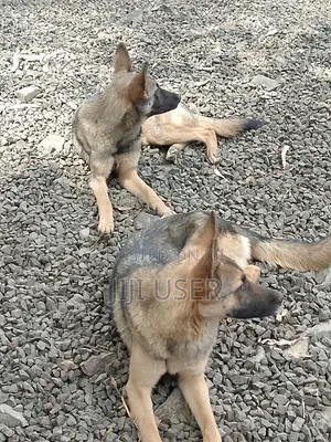 3-6 months Female Purebred German Shepherd