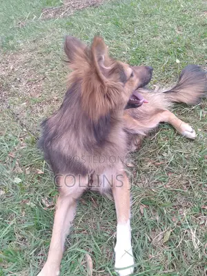 6-12 months Male Mixed Breed German Shepherd