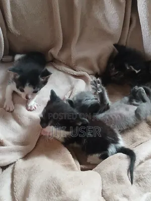 1-3 months Female Mixed Breed Mongrel (No Breed)