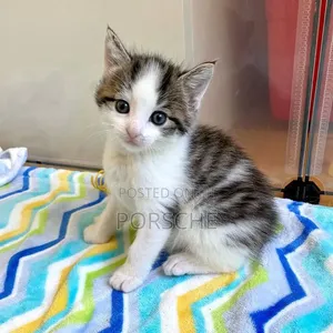 1-3 months Female Purebred British Shorthair