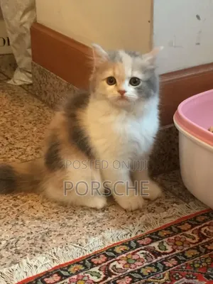 1-3 months Male Purebred British Shorthair