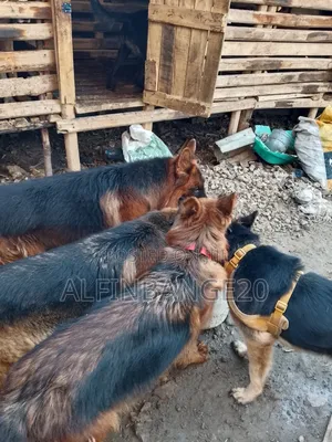 1+ year Female Purebred German Shepherd