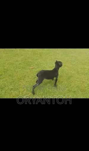 3-6 months Female Purebred Bull Terrier