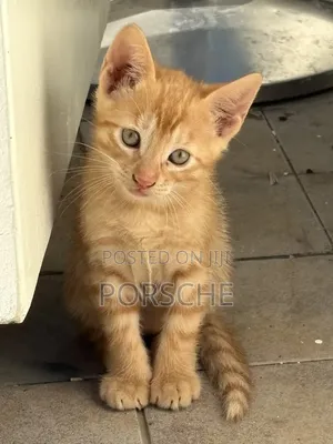 3-6 months Male Mixed Breed Bengal
