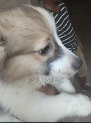 1-3 months Male Mixed Breed Japanese Spitz