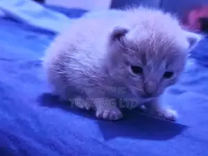 0-1 month Female Purebred Turkish Angora