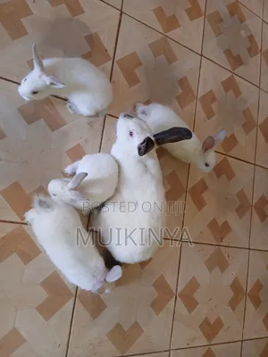 Mother Rabbit With Her Four 1.5 Month Old Bunnies for Sale