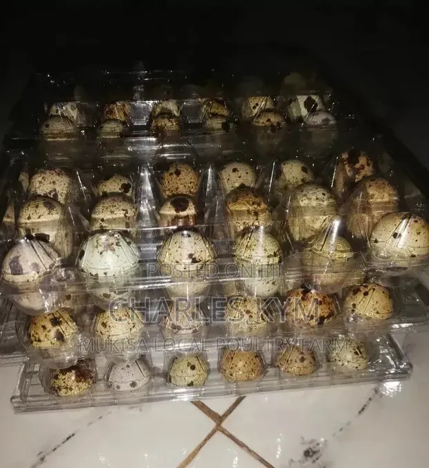 Quail Eggs for Sale