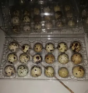 Quail Eggs for Sale