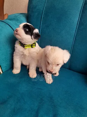 1-3 months Male Purebred Maltese