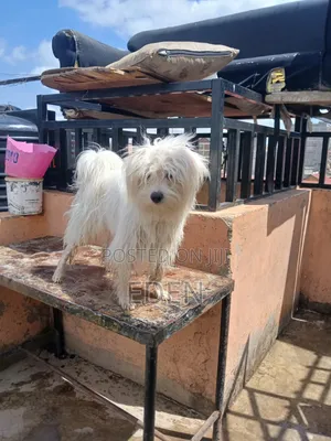6-12 months Male Purebred Dog