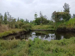 Half an Acre on Sale at Gatanga-Ithanga