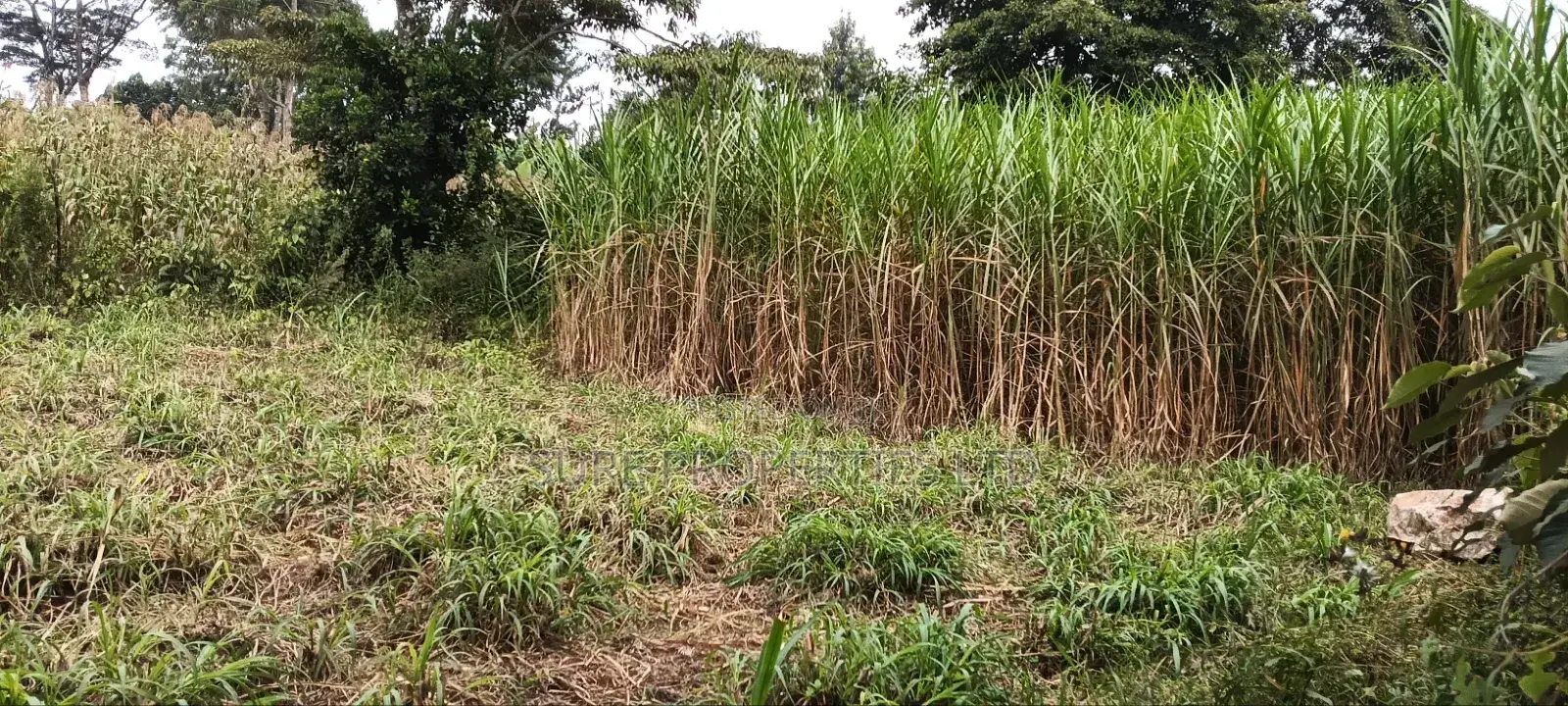 100x70 Kinoo Commercial Plot