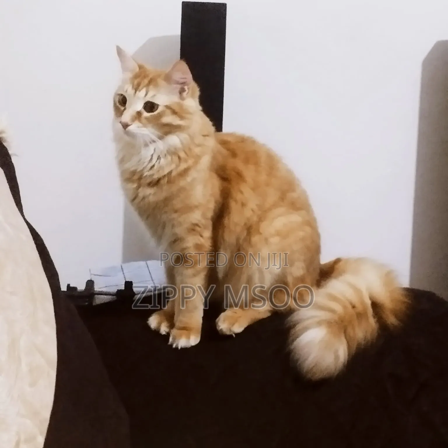 6-12 months Male Mixed Breed Tabby