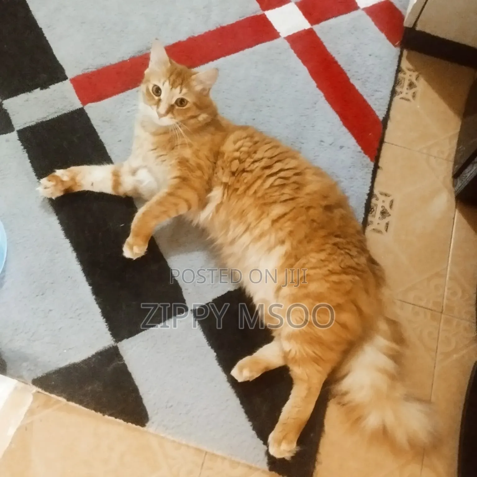 6-12 months Male Mixed Breed Tabby