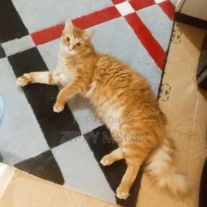 6-12 months Male Mixed Breed Tabby