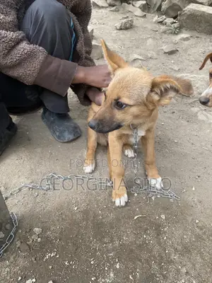 1-3 months Female Mixed Breed German Shepherd