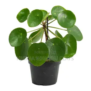 The Chinies Money Plant
