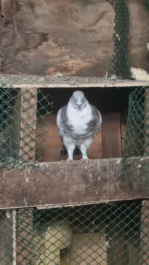 Pigeons Matured