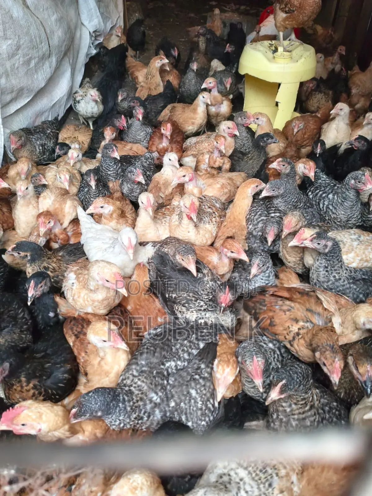 2 Month Old Improved Kienyeji Chicken