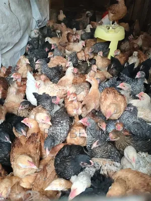 2 Month Old Improved Kienyeji Chicken