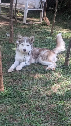 6-12 months Female Mixed Breed Siberian Husky