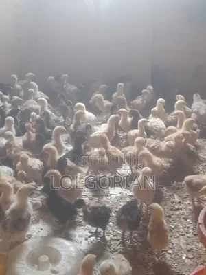 Chicks Available 2wks at 200