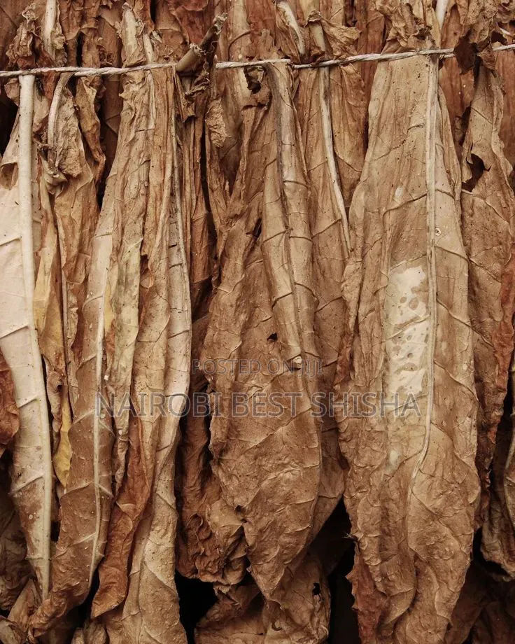 Grabba Leaf / Fronto Leafs